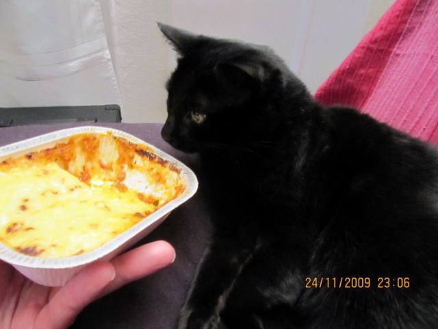 2009-12-01 Serious cat_l.jpg
